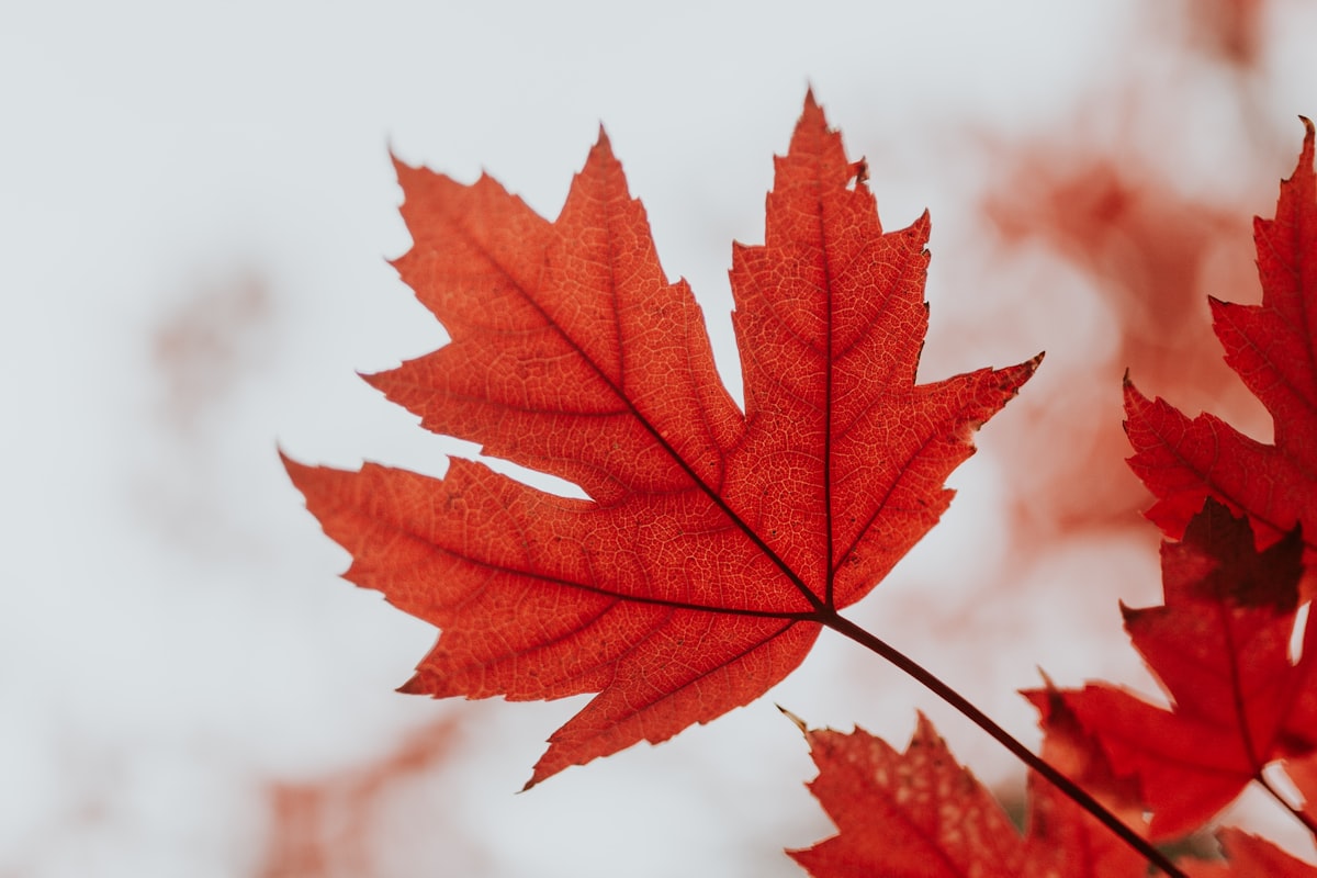 Top Animation Companies in Canada in 2026: Complete Directory 4 Top animation companies in Canada 2026 - red maple leaf